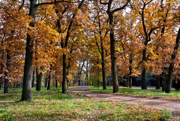 Path in autumnal oak forest. Autumnal landscape