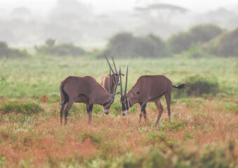 Oryx antelope in the Tsavo East National Park, Kenya, Africa.