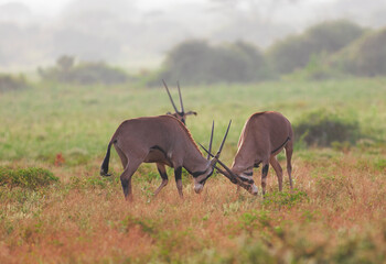 Oryx antelope in the Tsavo East National Park, Kenya, Africa.