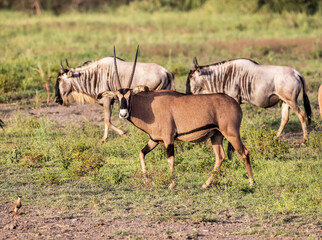 Wildbeast, Gnu in the Savannah of Kenya, Africa