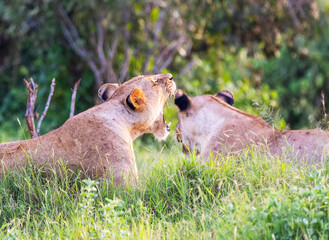 Two Female Lions in Tsavo East National Park, Kenya, Africa