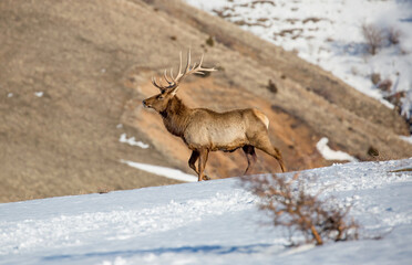 Deer in the snow against the sky and mountains. A herd of wild deer.