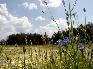 Obraz premium flowers in the field