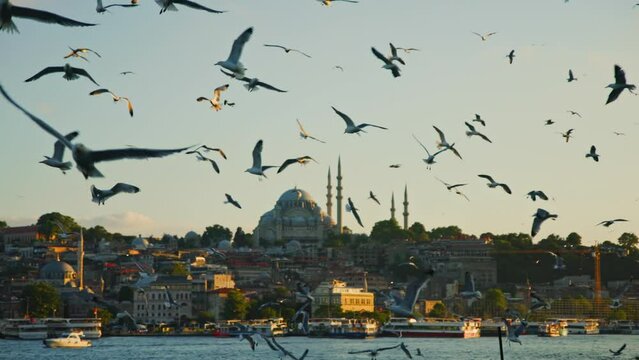 Seagulls flying over the Bosphorus with St. Sophia Cathedral in the background