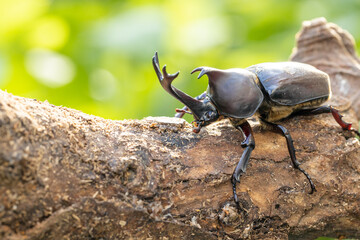オスのカブトムシのクローズアップ