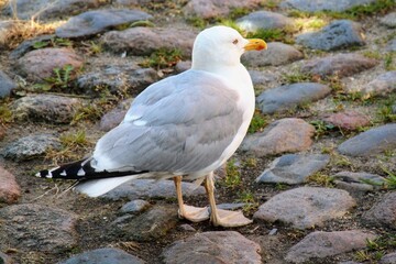 seagull on the rock