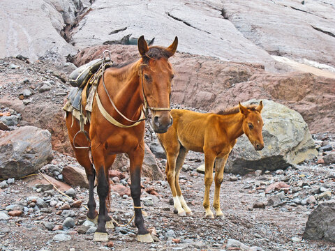 horses for transportation goods in the mount Kasbek area,, the holy mountain in the Caucasu