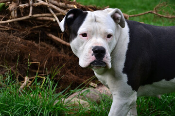 Obraz premium Portrait einer großen Bulldogge