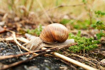 Weinbergschnecke