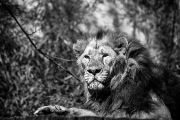Portrait of male lion lying in a zoologic park