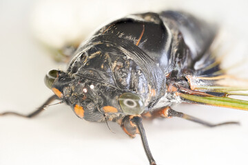 macro of a cicada