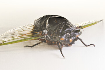 cicada