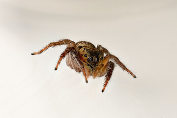 spider cleaning itself