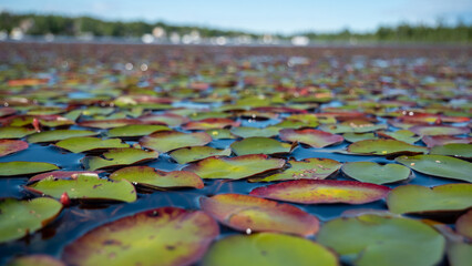 Obraz premium Nénuphars sur le lac, Canada 