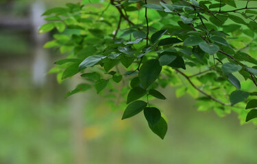 Fototapeta na wymiar green leaves in the forest nature