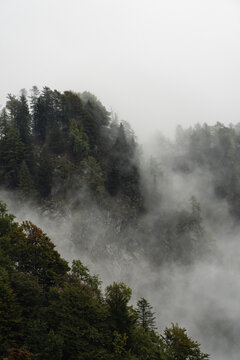 Dark trees on a cliff peaking out of fog in Val Grande, Italy
