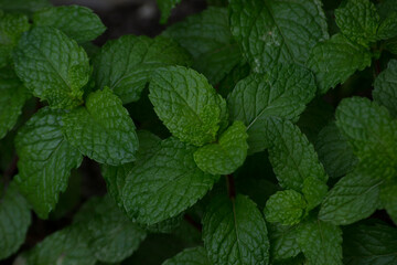 Fototapeta na wymiar Leaves of mint mint (Mentha x villosa) cultivated in organically managed substrate or soil in the city of Rio do Janeiro, Brazil.
