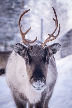 Portrait of female reindeer in winter in Norrbotten, Sweden
