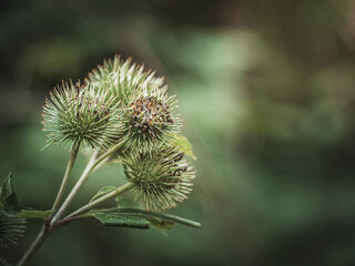 Nahaufnahme einer Pflanze