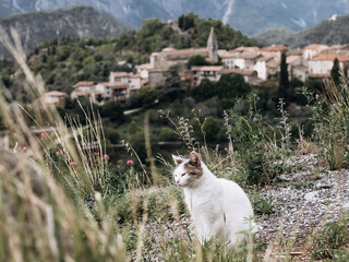 A white cute cat in front of the la Tour village - The most beautiful hilltop village in...