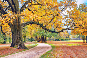 Naklejka premium Amazing autumn landscape with old oak trees in Muskau Park.
