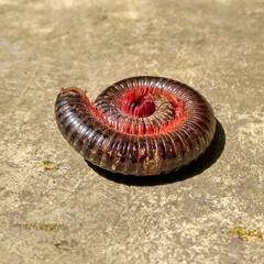close up of a millipede 