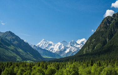 landscape of forest and snow peak