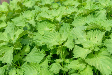 Green Shiso, Perilla frutescens var. crispa