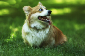 Cute Welsh Corgi Pembroke on the green grass in the park