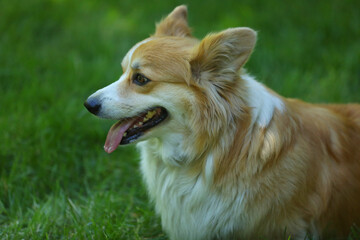Cute Welsh Corgi Pembroke on the green grass in the park
