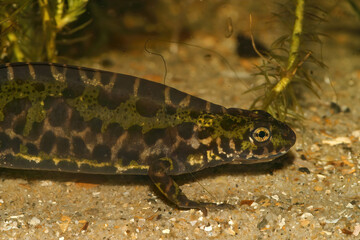 Obraz na płótnie Canvas Closeup on a male aquatic French Marbled newt, Triturus marmoratus underwater preparing for breeding