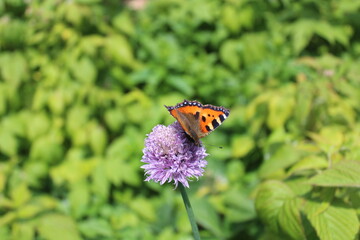 Tagpfauenauge an einem blühenden Schnittlauch