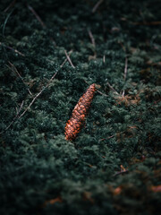 Tannenzapfen im Moos