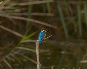 perched kingfisher