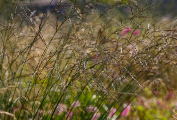 Ornamental grasses and cereals in the herb garden. Blooming meadow plants and grasses