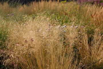Ornamental grasses and cereals in the herb garden. Blooming meadow plants and grasses.