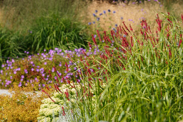 Ornamental grasses and cereals in the herb garden. Blooming meadow plants and grasses.