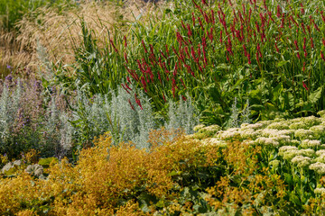 Persicaria hydropiper (syn. Polygonum hydropiper), also known as water pepper, marshpepper knotweed, or tade. Ornamental grasses and cereals in the herb garden. 