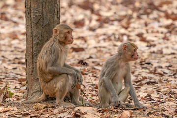 Two Rhesus macaque monkey or Primate or also known as Macaca mulatta  (Macaca mulatta mulatta).Bandhavgarh National Park, India.      