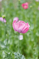Pink poppy flower on the field, plant.