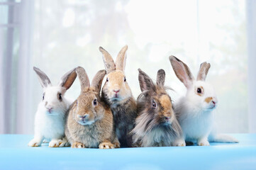 group of fluffy bunny,young adorable rabbits lying on blue floor
