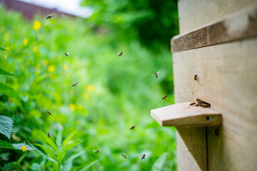 This is a bee-yard for adult worker-bee.