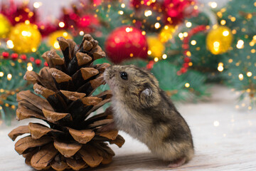 Dzungarian hamster sniffs a fir cone against the background of a New Year tree. New Year mood, New Year card