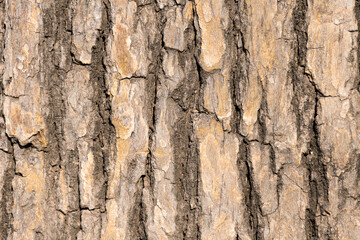 Obraz premium Texture of the bark of a tree rather rough.