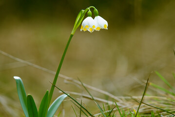 Close up blooming Snowdrop flower (Galanthus nivalis) in the awakened wilderness. Mother nature shows her beauty.