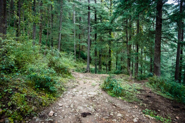 Pathway through Forest of Cedrus deodara, the deodar cedar, Himalayan cedar, or deodar, is a species of cedar native to the Himalayas. Uttarakhand India.