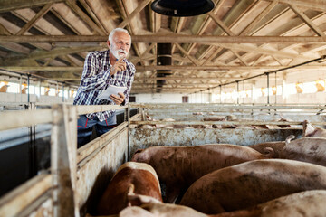 A senior farmer stands next to a pig cote and counts his pigs.  © Dusan Petkovic