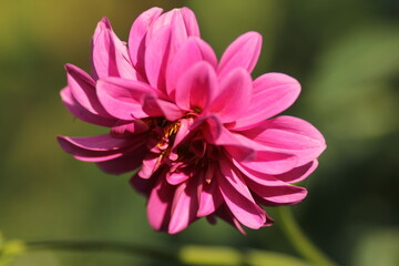 Obraz premium pink flower close up