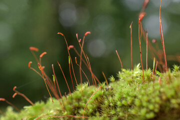 The life of a simple moss in Upstate NY.  Once the egg is fertilised, the zygote forms an embryo which grows from the female plant and forms the ‘sporophyte’ (or spore stem) which consists of a foot, 
