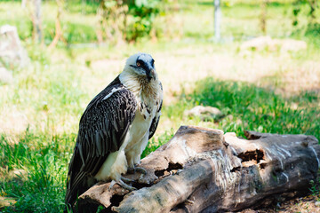 Bearded vulture on a stump in the zoo enclosure. 